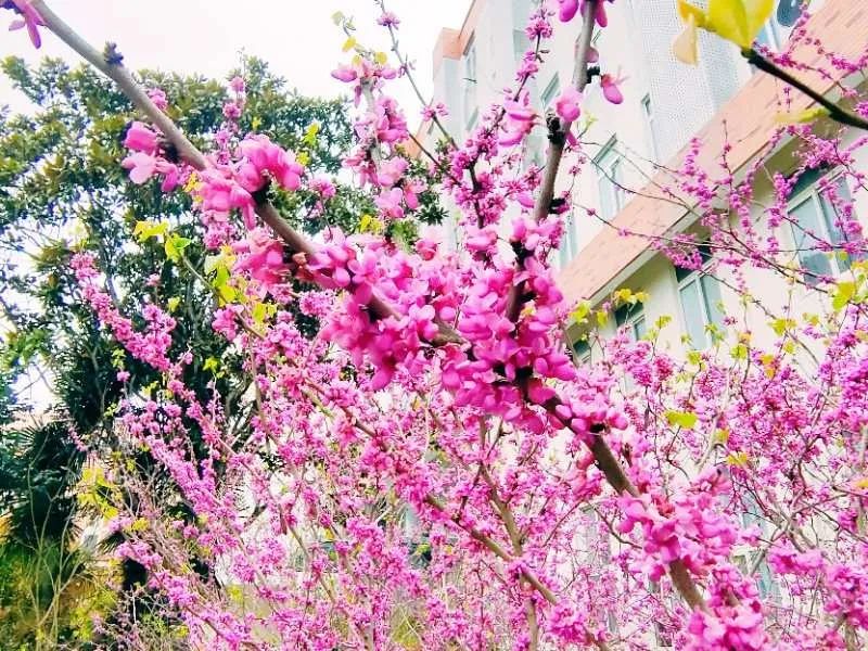 家长们怎么看待职业教育？